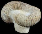 Really Cool Heteromorph (Nostoceras) Ammonite - Madagascar #51312-1